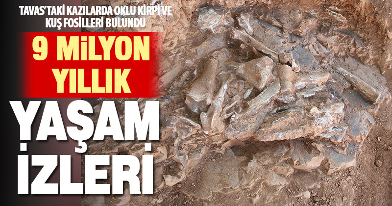 Denizli’de 9 milyon yıl öncesine ait oklu kirpi ve kuş fosili bulundu