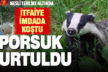 Nesli tehlike altındaki porsuk, kuyuya düştü itfaiye kurtardı