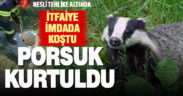 Nesli tehlike altındaki porsuk, kuyuya düştü itfaiye kurtardı