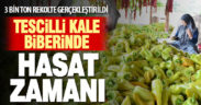 Tescilli Kale biberinde hasat devam ediyor