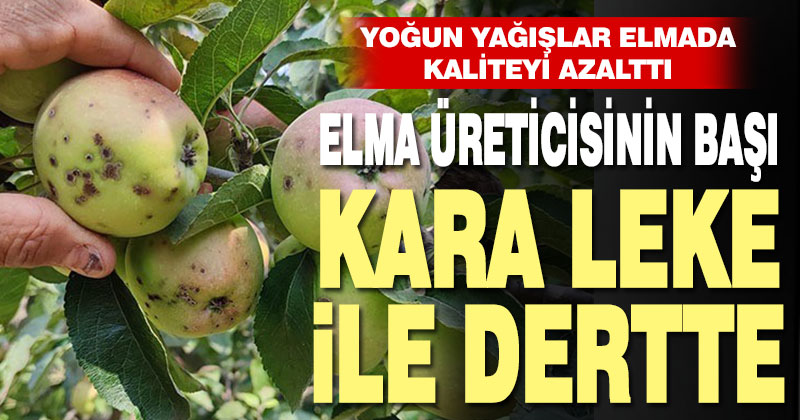 Elma üreticilerinin başı ‘kara leke’ ile dertte