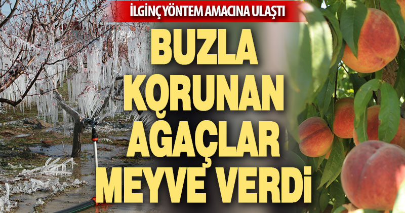 Buzla korunan ağaçlar meyve verdi