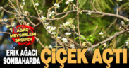 Sonbaharda çiçek açan erik ağacı görenleri hayrete düşürüyor