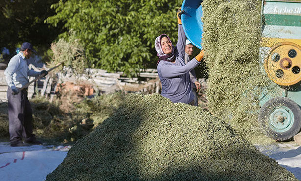 Kekikte PA değeri yüksekliği nedeniyle pazar kaybı yaşanıyor.