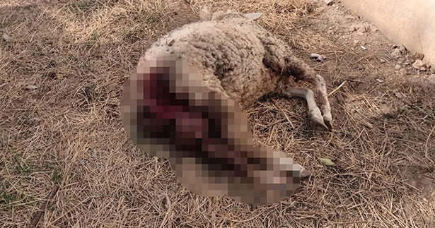 Sokak köpekleri koyunu telef etti
