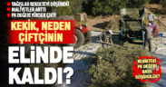 İklim ve ekonomik sorunlar ile bilinçsiz üretim nedeniyle kekik, üreticinin elinde kaldı