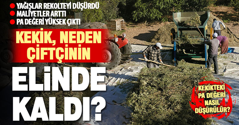 İklim ve ekonomik sorunlar ile bilinçsiz üretim nedeniyle kekik, üreticinin elinde kaldı