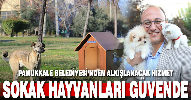 Pamukkale Belediyesi sokak hayvanlarını unutmuyor