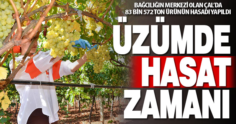 Denizli’nin bağlarında üzüm hasadı sona erdi