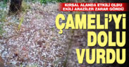 Dolu Çameli’de etkili oldu. Ekili alanlar zarar gördü