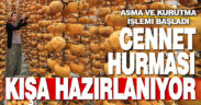Cennet hurmaları kışa hazırlanıyor