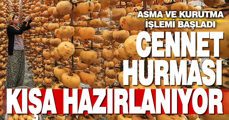 Cennet hurmaları kışa hazırlanıyor