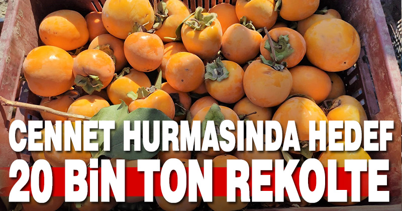 Denizli’de cennet hurmasından 20 bin ton rekolte bekleniyor