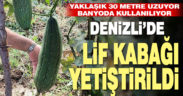 Denizli’de ilk kez lif kabağı yetiştirildi