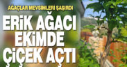 Erik ağaçları Ekim’de çiçek açtı