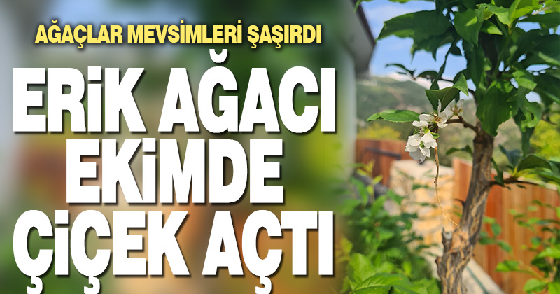 Erik ağaçları Ekim’de çiçek açtı