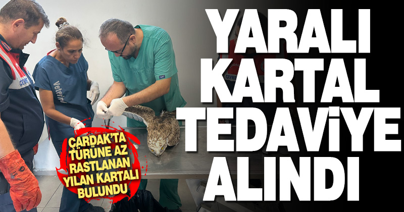 Yaralı bulunan yılan kartalı tedavi altına alındı