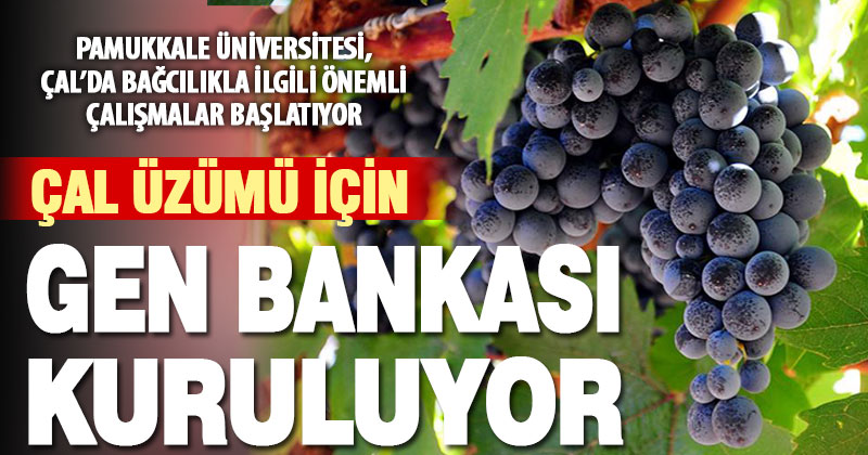 Çal üzümü turizmin bir parçası olacak: Öncelikle gen bankası kurulacak