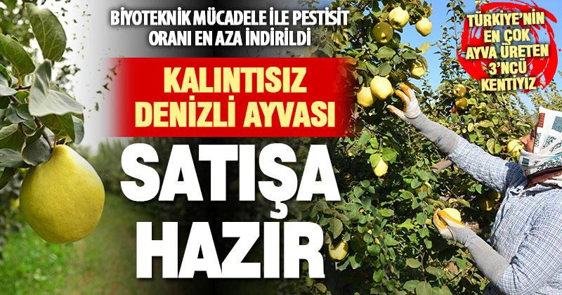 Biyoteknik mücadele ile ayvadaki kalıntı oranı düştü, verim yükseldi