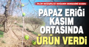 Papaz eriği kasım ortasında ikinci ürünü verdi