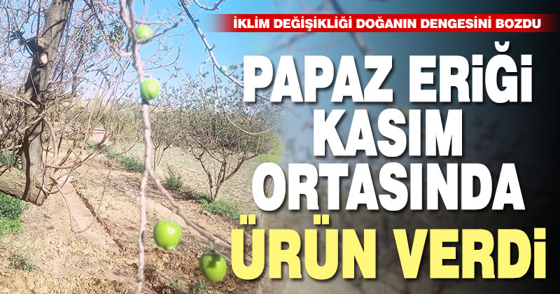 Papaz eriği kasım ortasında ikinci ürünü verdi