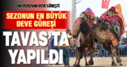 Sezonun en büyük deve güreşi Tavas’ta yapıldı