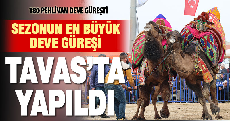 Sezonun en büyük deve güreşi Tavas’ta yapıldı