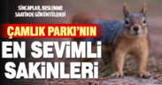 Çamlık’ın sevimli sakinleri beslenme saatinde