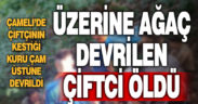 Denizli’de üzerine ağaç devrilen kişi öldü