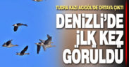 Tundra kazı, Denizli’de ilk kez gözlemlendi
