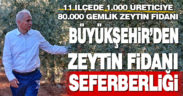 Büyükşehir’den zeytin fidanı seferberliği