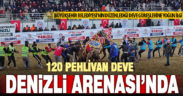 120 pehlivan deve Denizli arenasında buluştu
