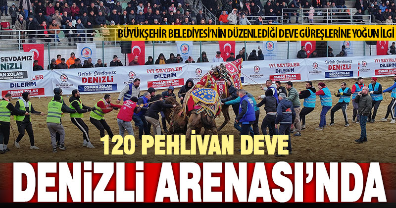 120 pehlivan deve Denizli arenasında buluştu