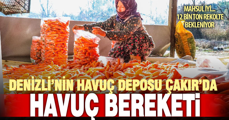 Çevre illerin tüm ihtiyacını karşılayan Çakır’da havuç bereketi