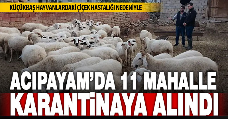 Acıpayam’ın 11 mahallesi küçükbaş hayvanlardaki çiçek hastalığı nedeniyle karantinaya alındı