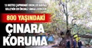 Kale’nin 13 metre çapındaki 8 asırlık Erenler Kavağı anıt ağaç olacak