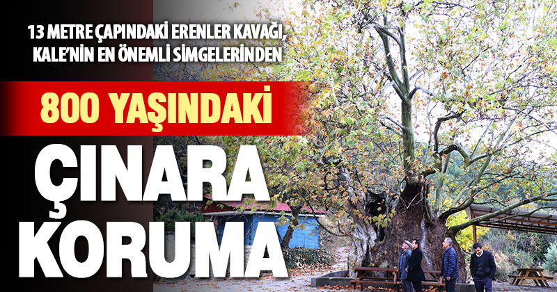 Kale’nin 13 metre çapındaki 8 asırlık Erenler Kavağı anıt ağaç olacak