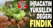 Denizli’nin yükselen ihracat ürünü fındık