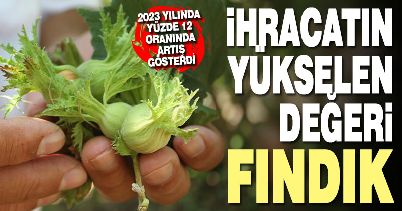 Denizli’nin yükselen ihracat ürünü fındık