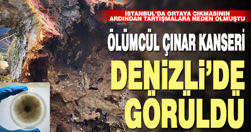 Tartışmalara sebep olan ölümcül Çınar kanseri İstanbul’dan sonra Denizli’de tespit edildi