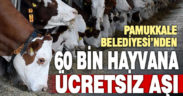 Pamukkale Belediyesi’nin hayvancılık desteği 60 bin hayvanın aşılanmasıyla 2024’de de sürecek