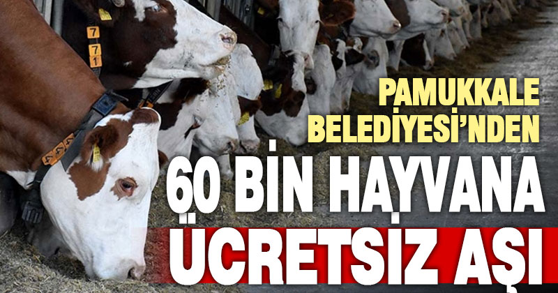 Pamukkale Belediyesi’nin hayvancılık desteği 60 bin hayvanın aşılanmasıyla 2024’de de sürecek