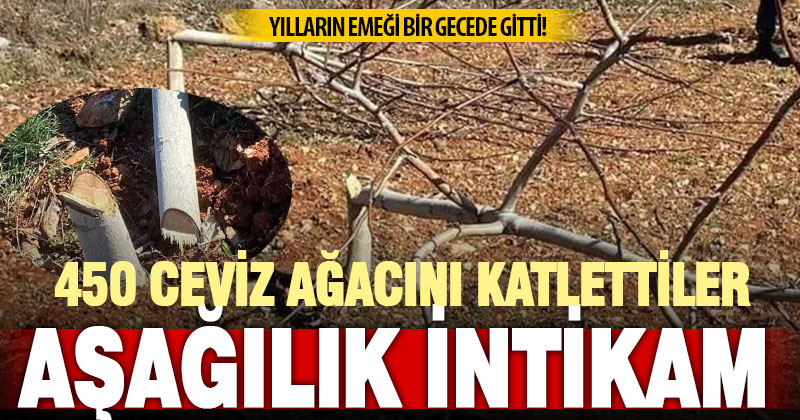 10 yıllık 450 ceviz ağacı bir gecede katledildi