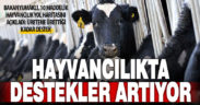 Hayvancılığın 5 yıllık yol haritasında destekler çeşitleniyor