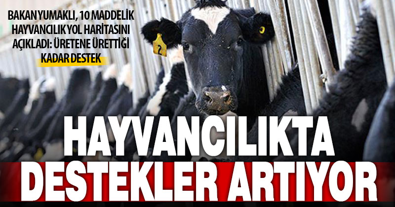 Hayvancılığın 5 yıllık yol haritasında destekler çeşitleniyor