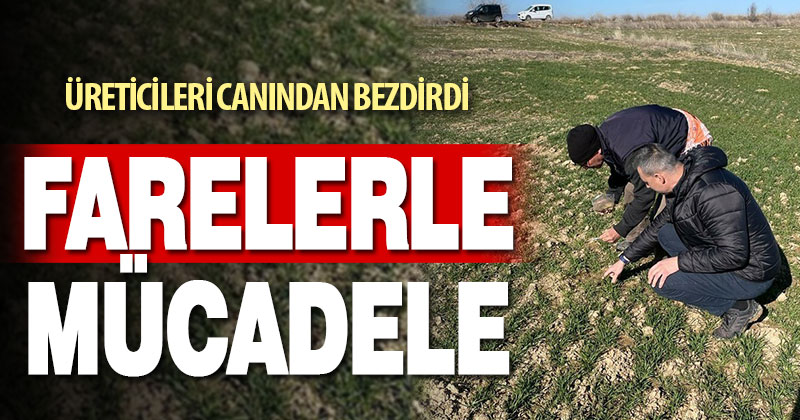 Üreticilerin farelerle mücadelesi başladı