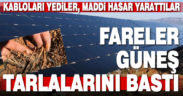 Fareler güneş tarlalarına zarar verdi