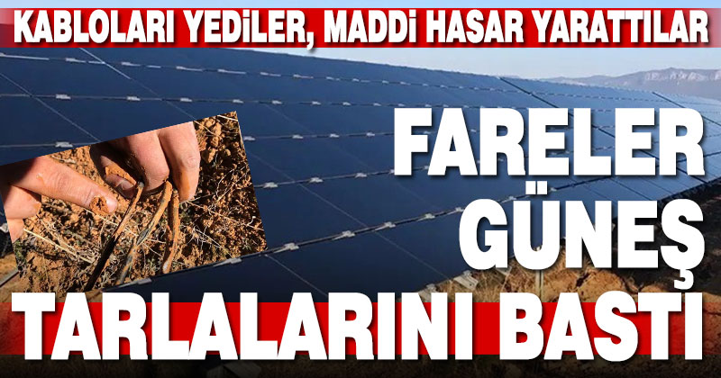 Fareler güneş tarlalarına zarar verdi