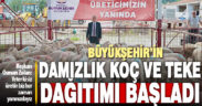 Büyükşehir’in damızlık koç ve teke dağıtımı başladı