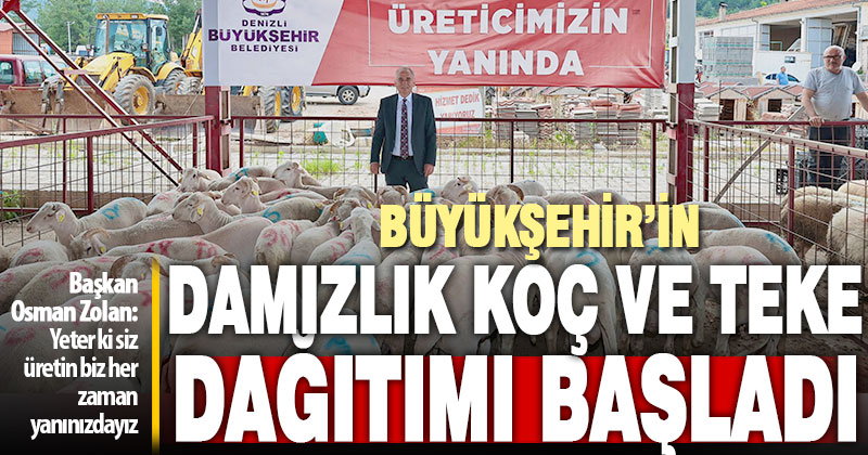 Büyükşehir’in damızlık koç ve teke dağıtımı başladı